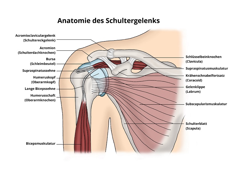 Wie Heißen Die Sehnen In Der Schulter www.klinik-impuls.ch